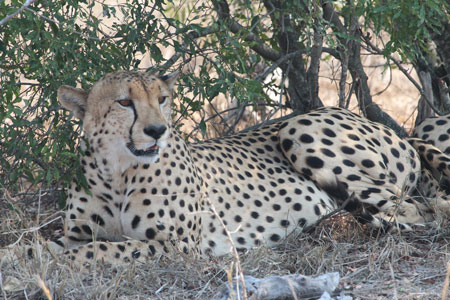 Young adult Male Cheetah</p>
<p class=